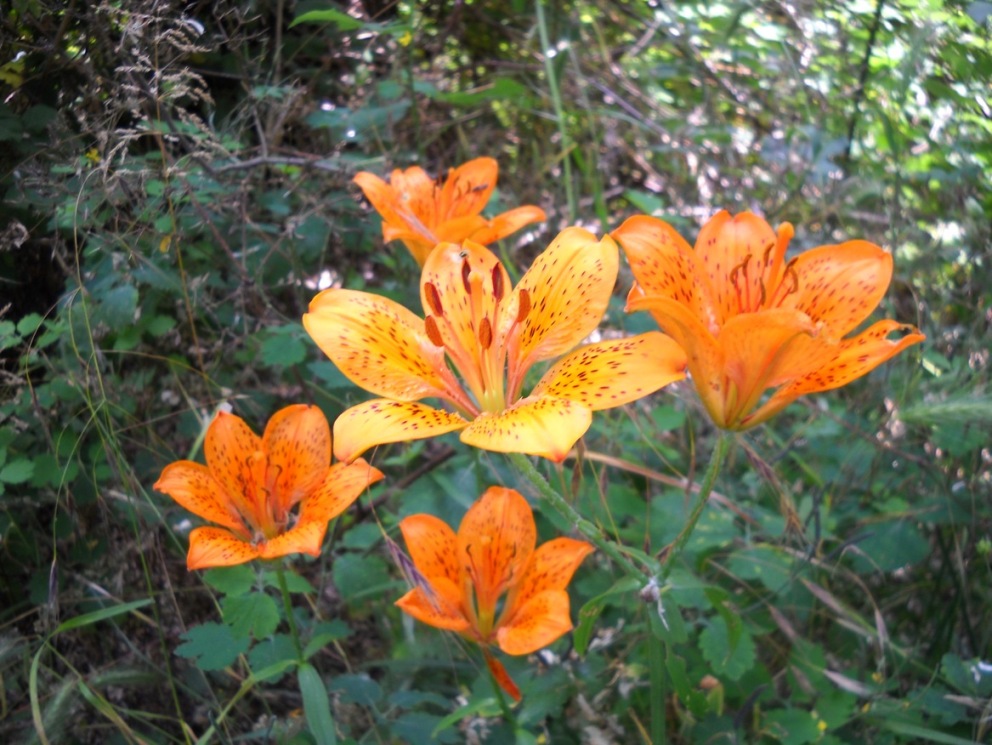 che giglio ? Lilium bulbiferum